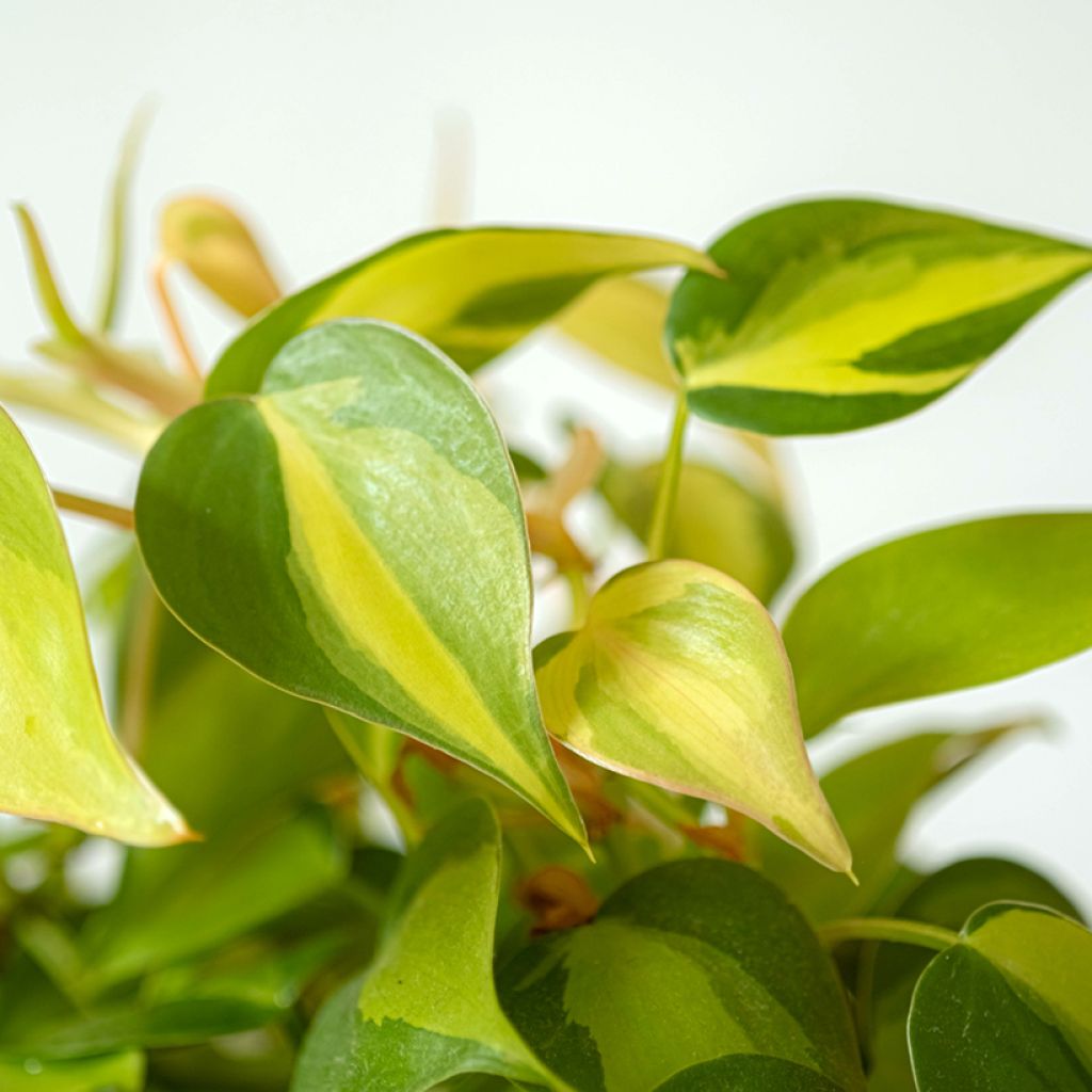 Philodendron scandens Brasil - Filodendro