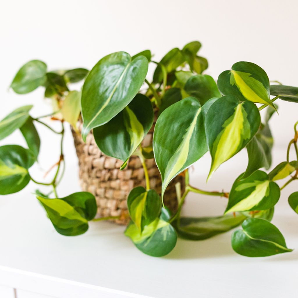Philodendron scandens Brasil - Filodendro