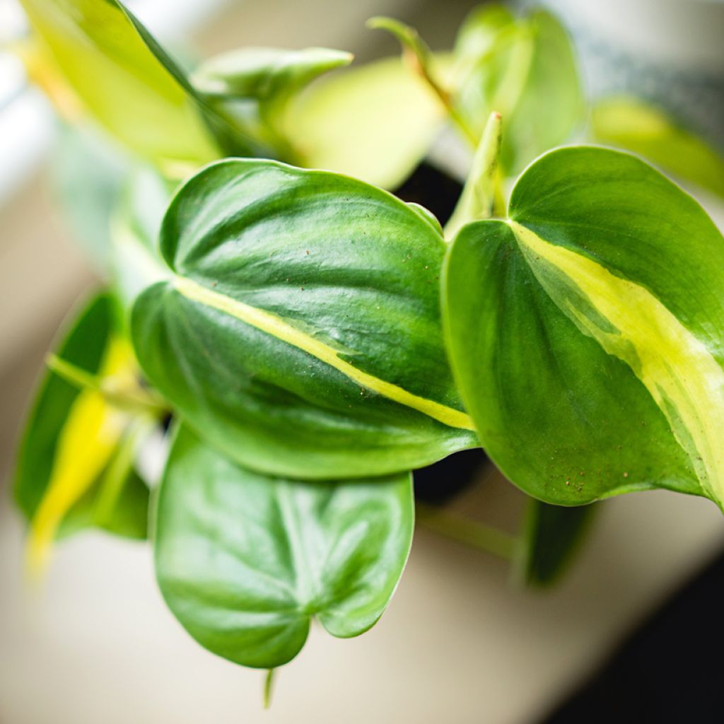 Philodendron scandens Brasil - Filodendro