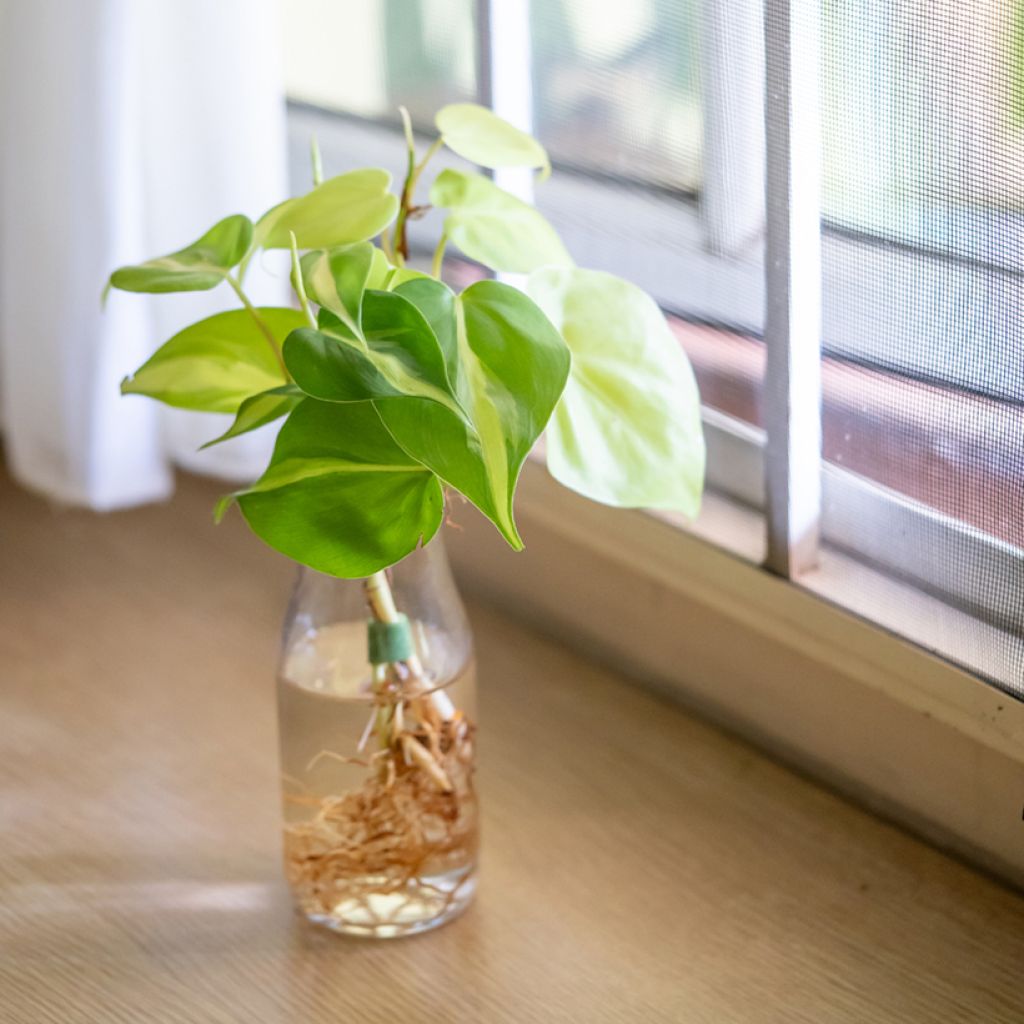 Philodendron scandens Brasil - Filodendro