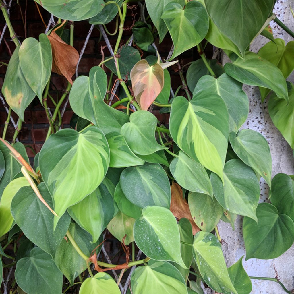 Philodendron scandens Brasil - Filodendro