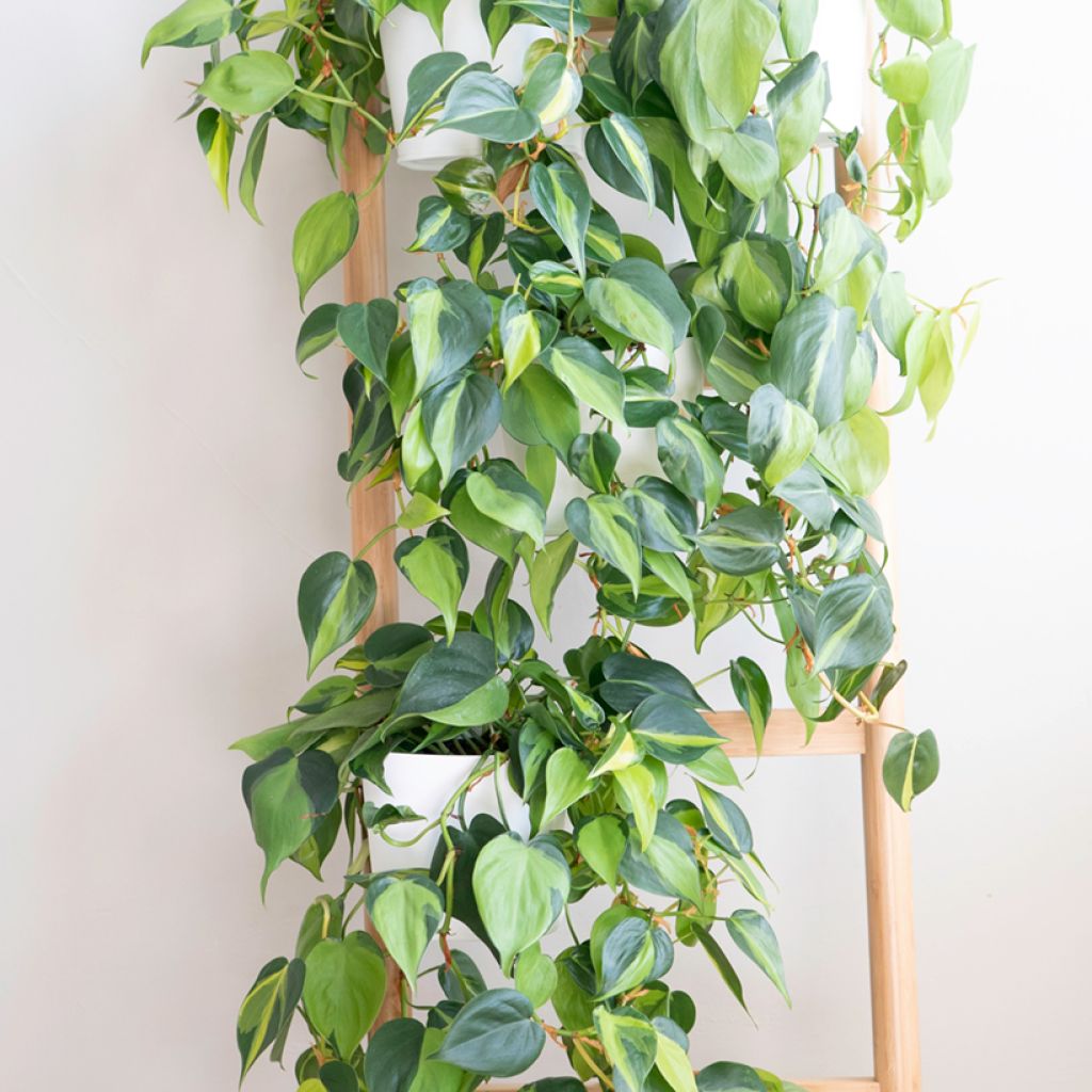 Philodendron scandens Brasil - Filodendro