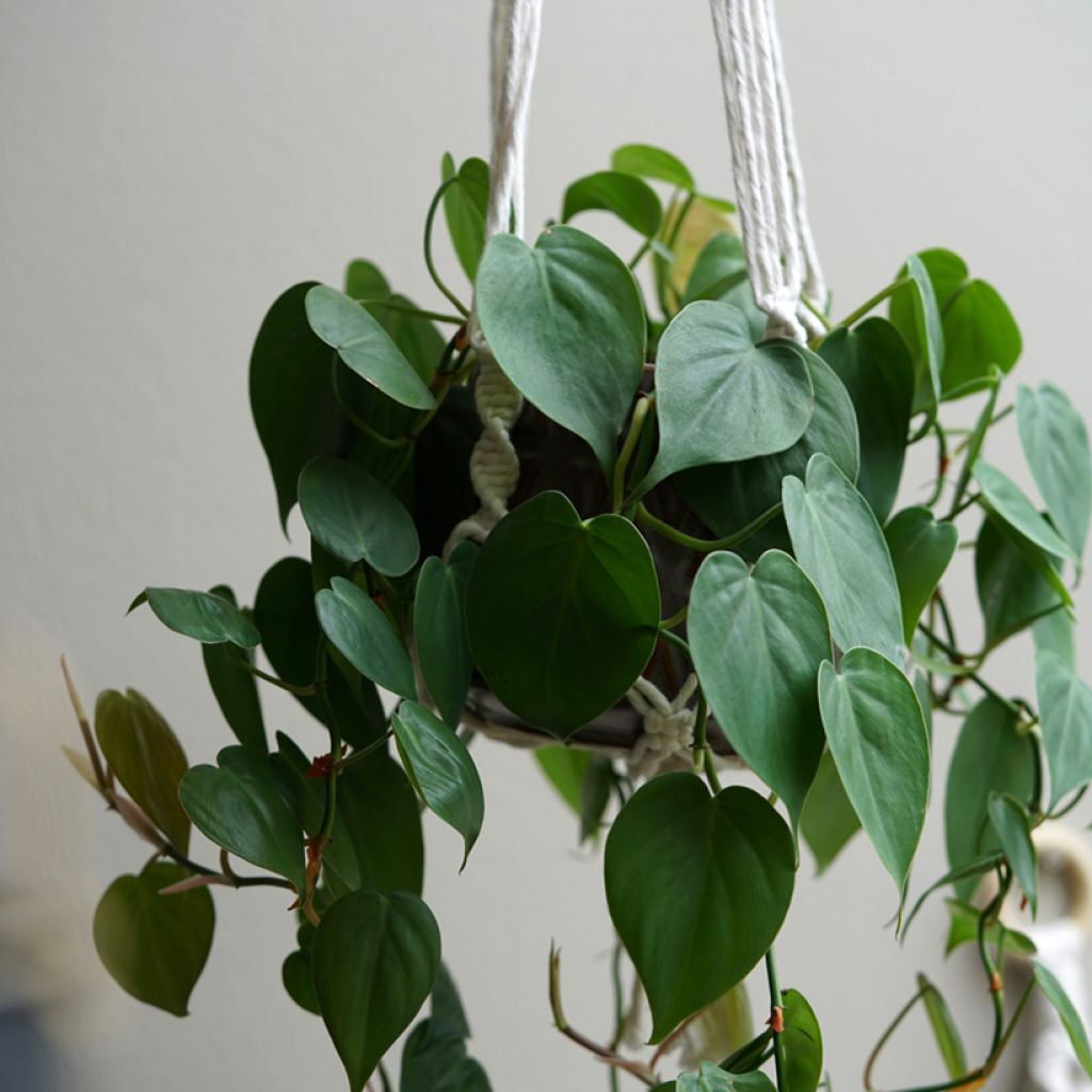 Philodendron scandens - Filodendro