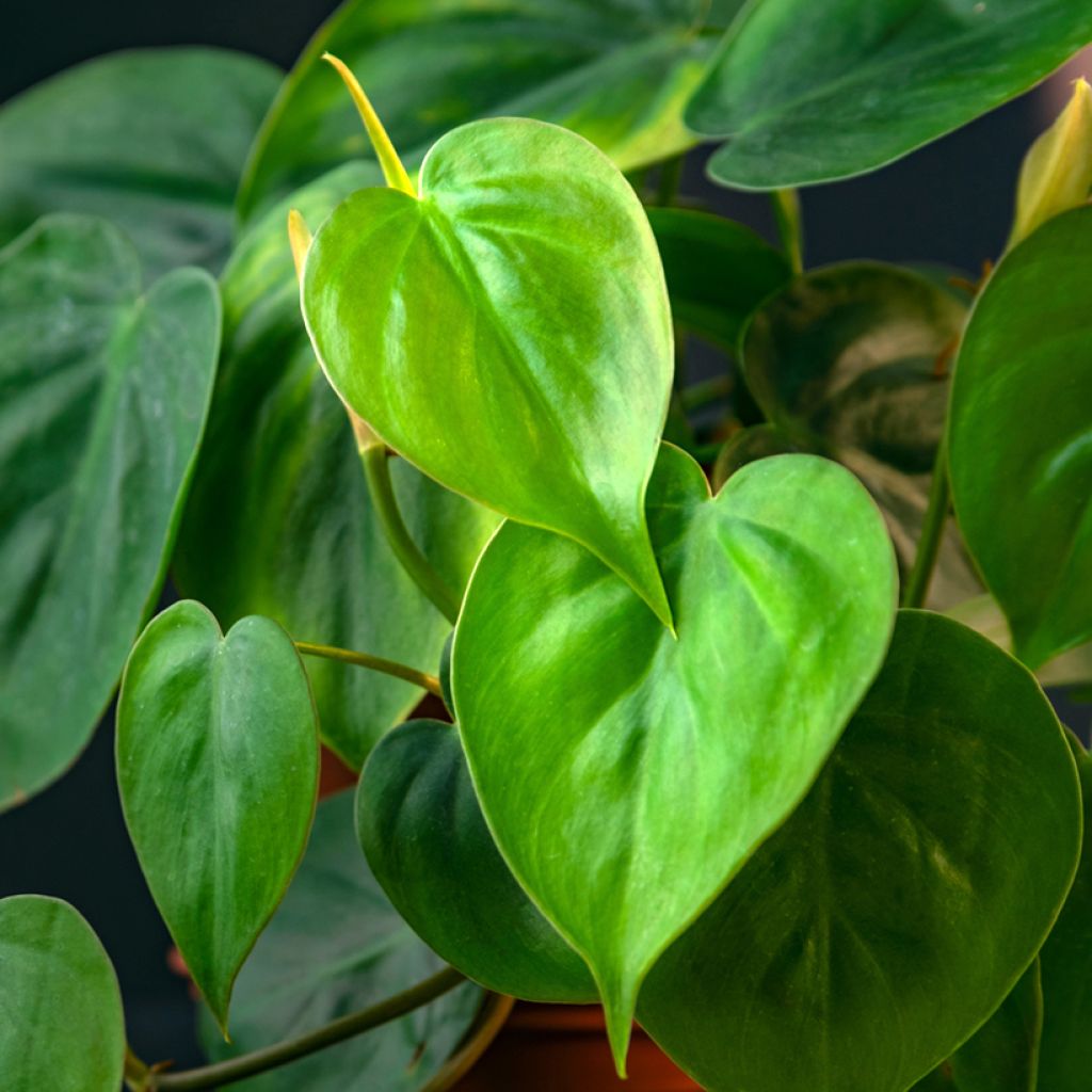 Philodendron scandens - Filodendro