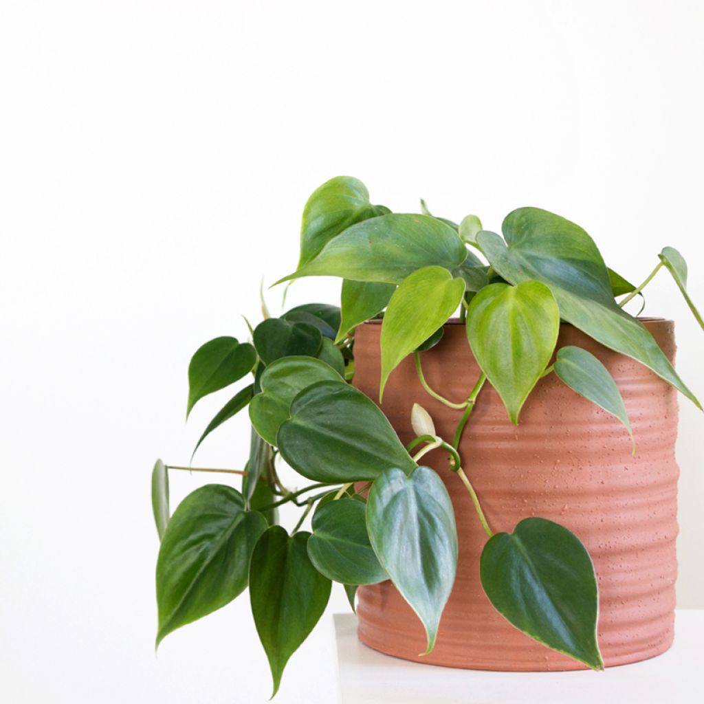 Philodendron scandens - Filodendro