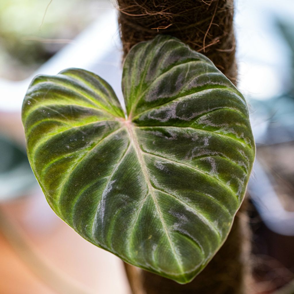Philodendron verrucosum - Filodendro