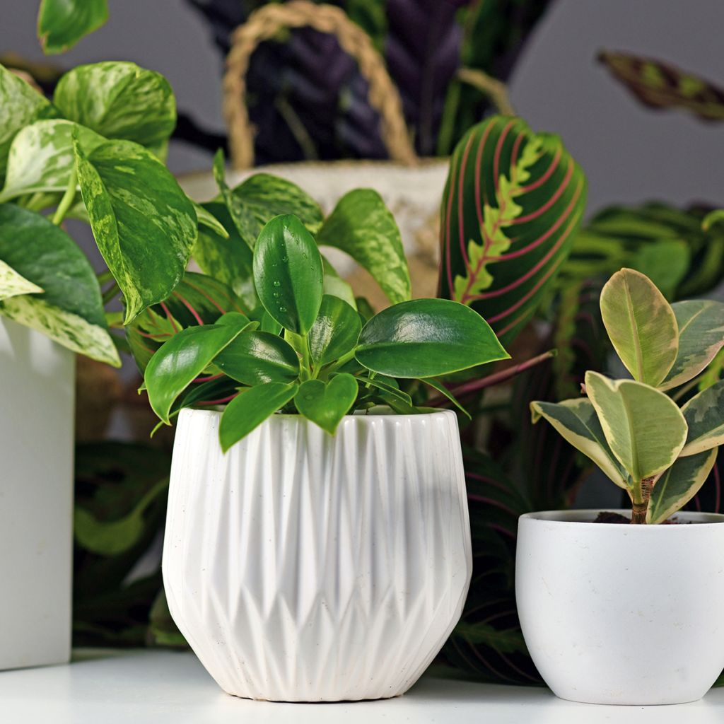 Philodendron Green Princess - Filodendro