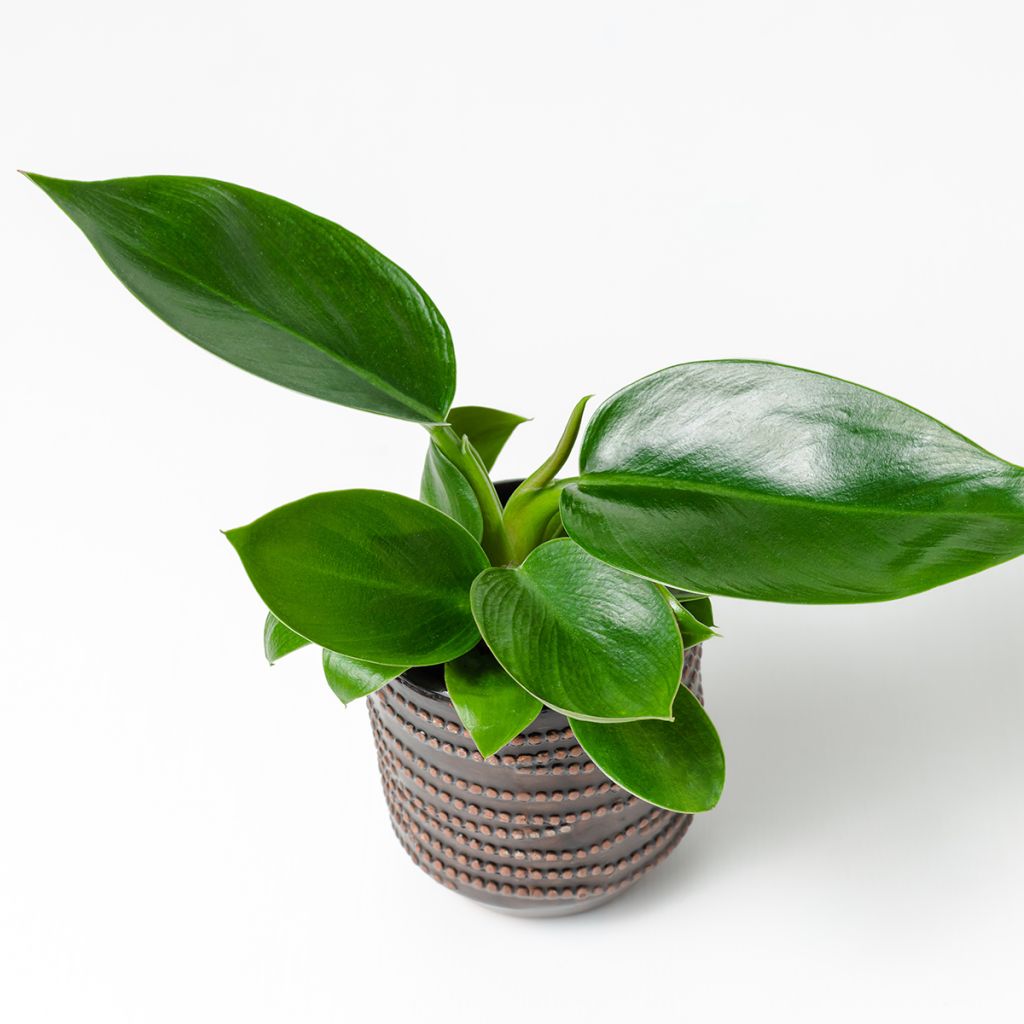 Philodendron Green Princess - Filodendro