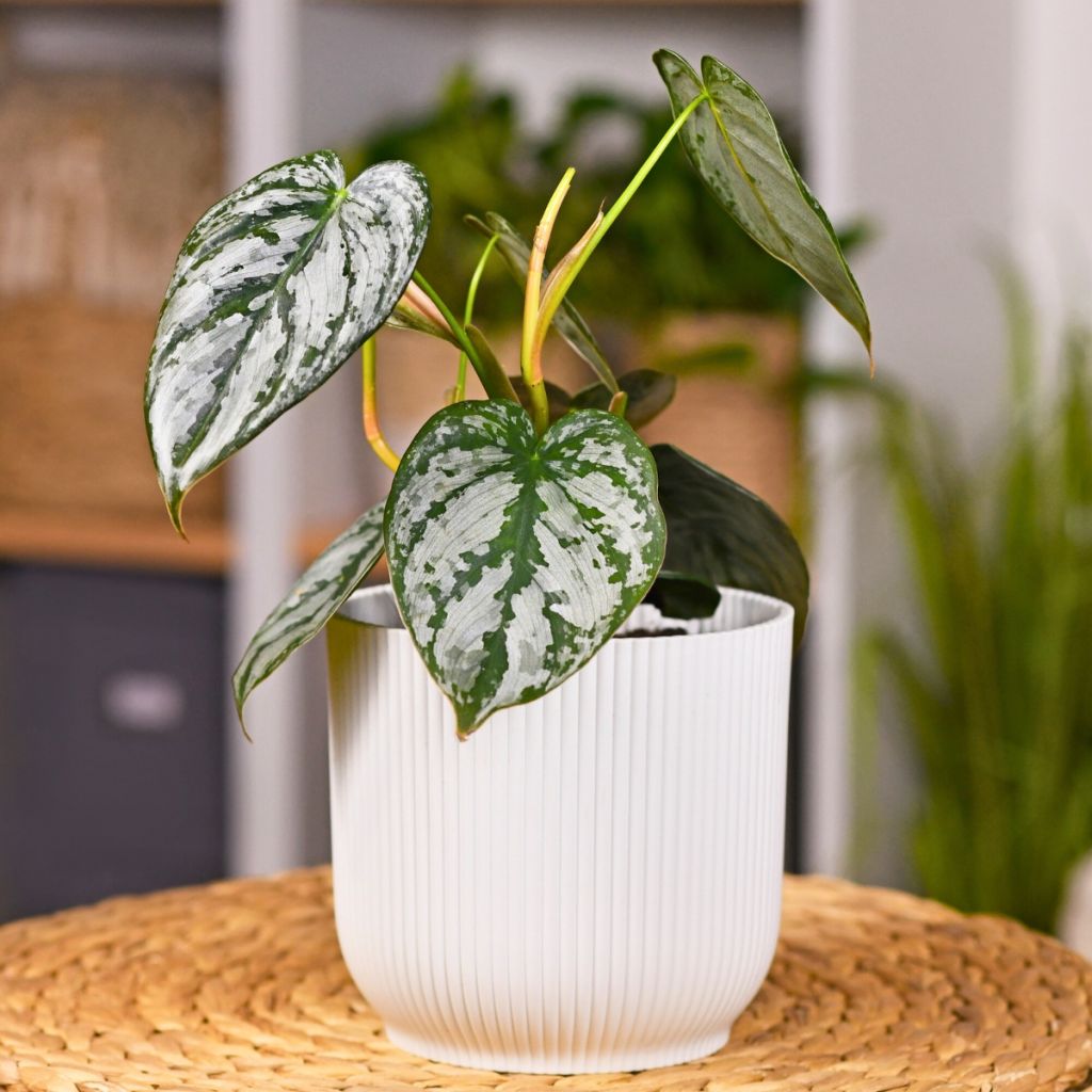 Philodendron brandtianum - Filodendro