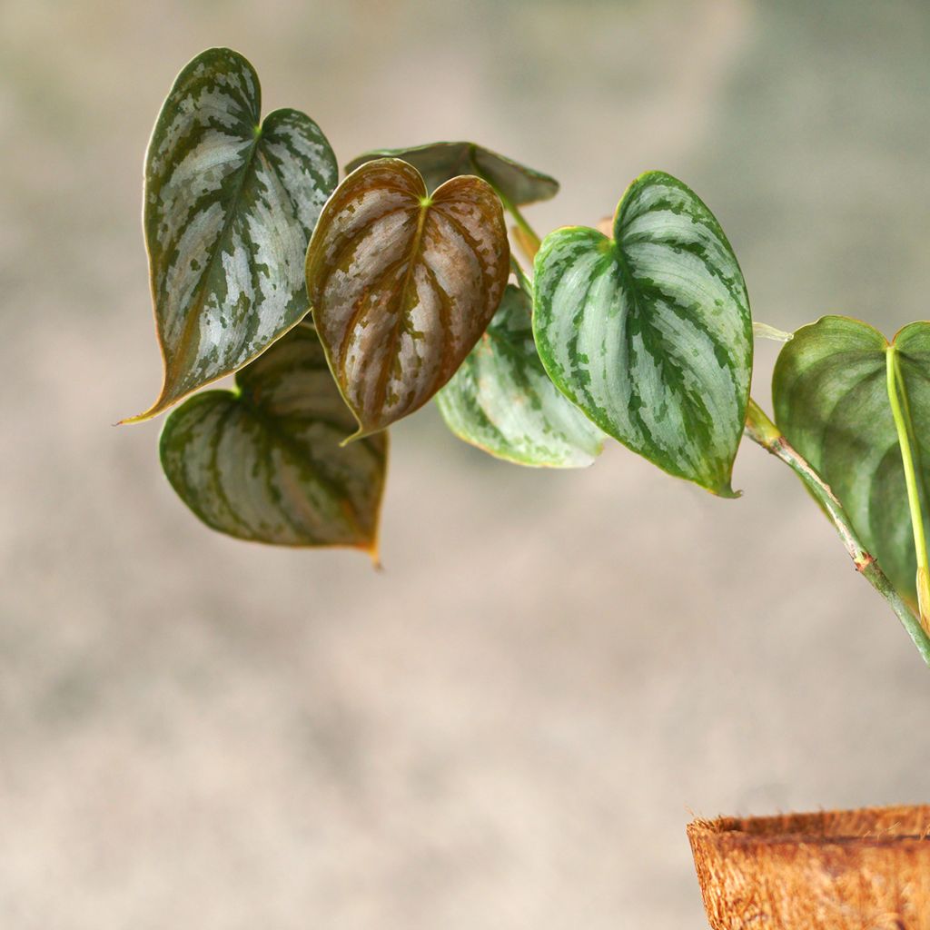 Philodendron brandtianum - Filodendro