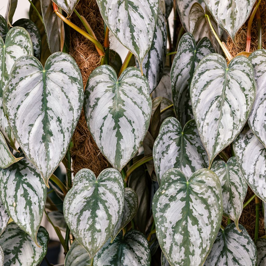 Philodendron brandtianum - Filodendro