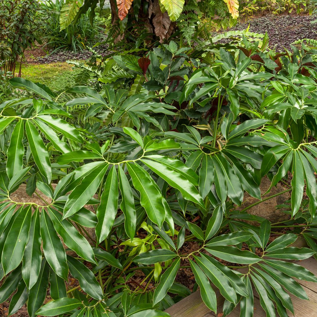 Philodendron goeldii - Filodendro