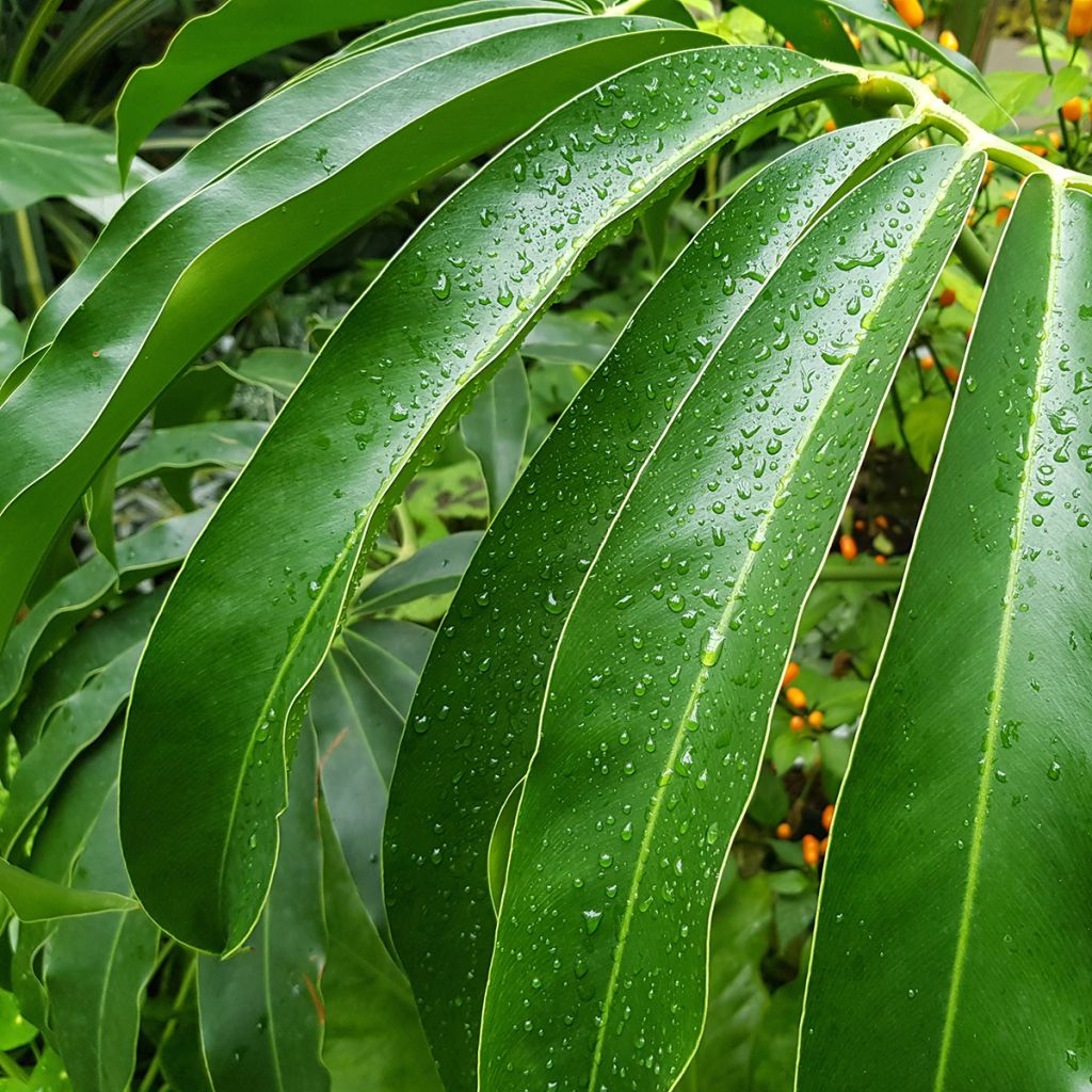 Philodendron goeldii - Filodendro