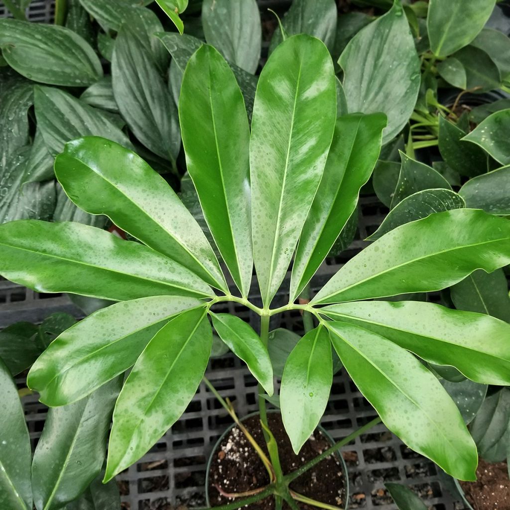 Philodendron goeldii - Filodendro