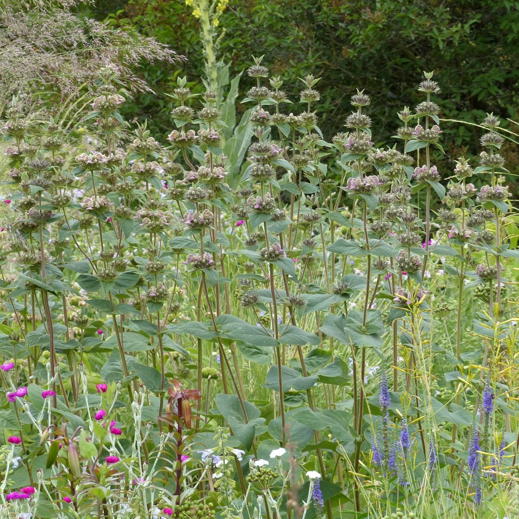Phlomis samia - Flomis