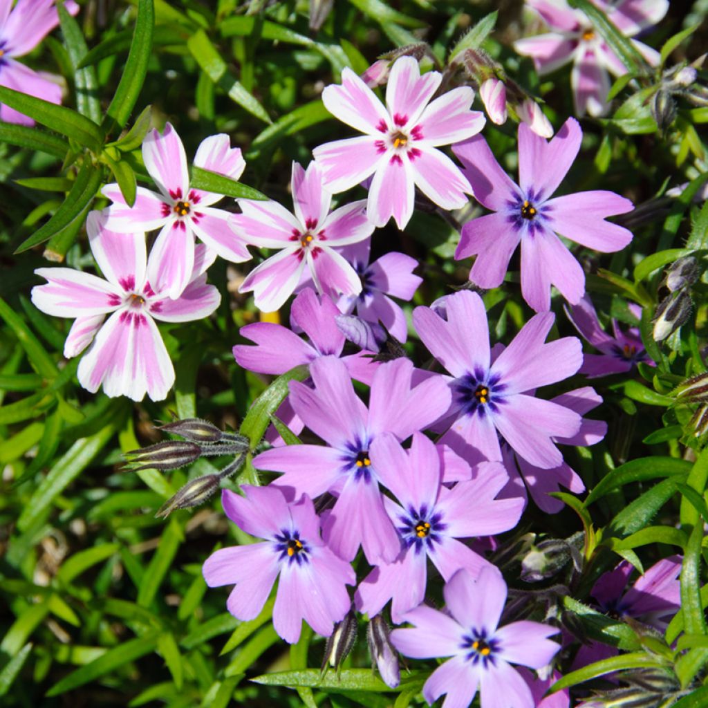 Phlox subulata Candy Stripes - Flox musgoso