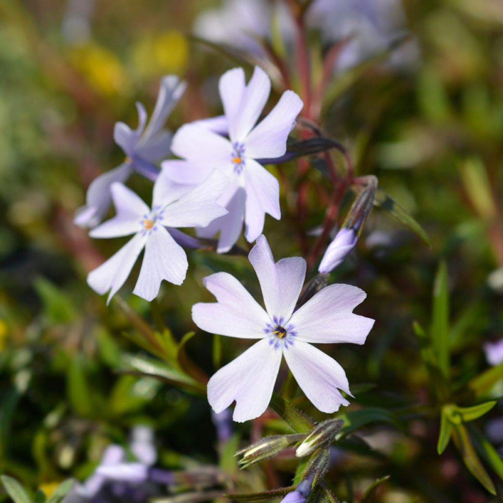 Phlox subulata Cushion Blue - Flox musgoso