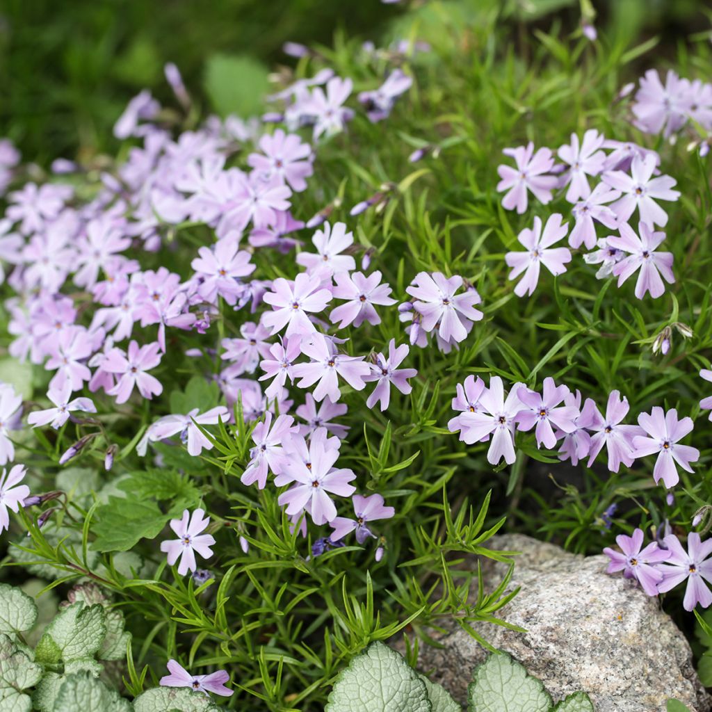 Phlox subulata Cushion Blue - Flox musgoso