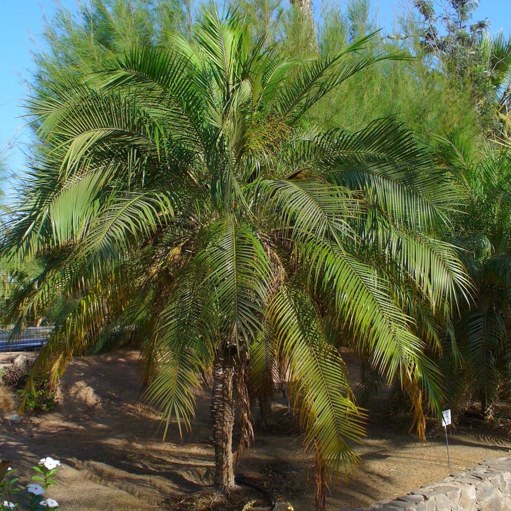 Phoenix roebelinii - Palmera