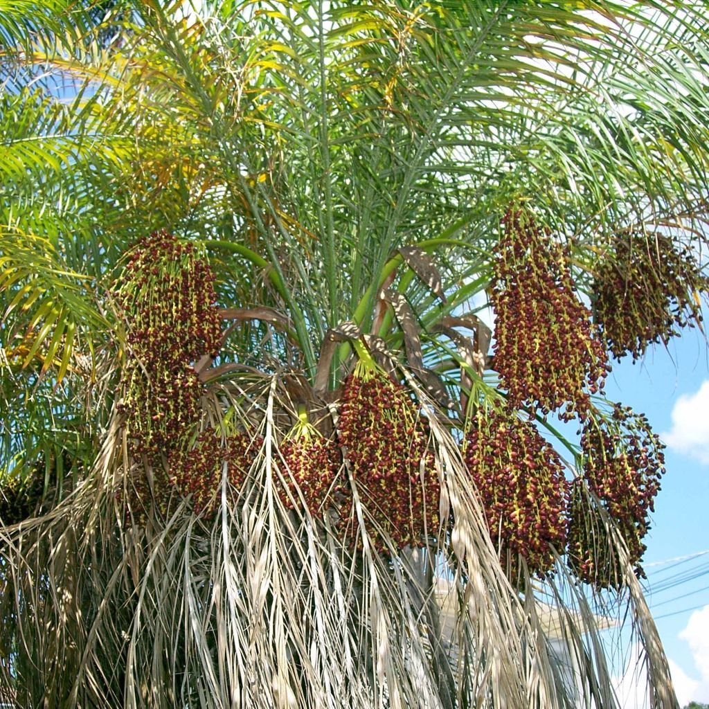 Phoenix roebelinii - Palmera