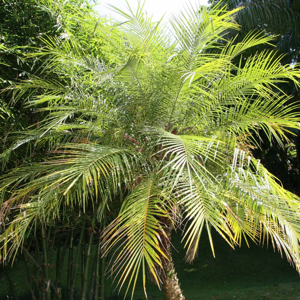 Phoenix roebelinii - Palmera