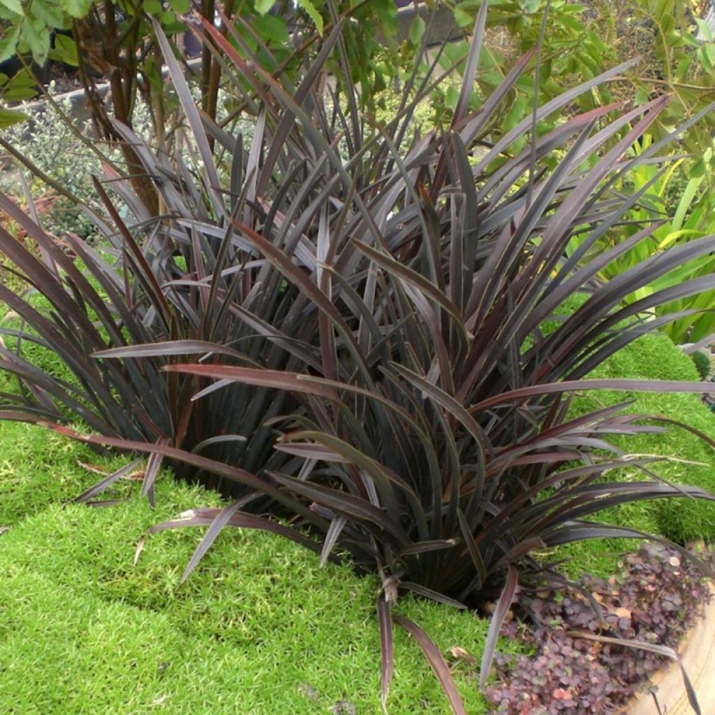 Phormium Mini Magic - Lino de Nueva Zelanda