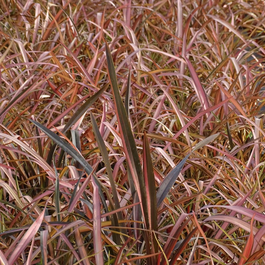 Phormium tenax Rainbow Maiden - Lino de Nueva Zelanda