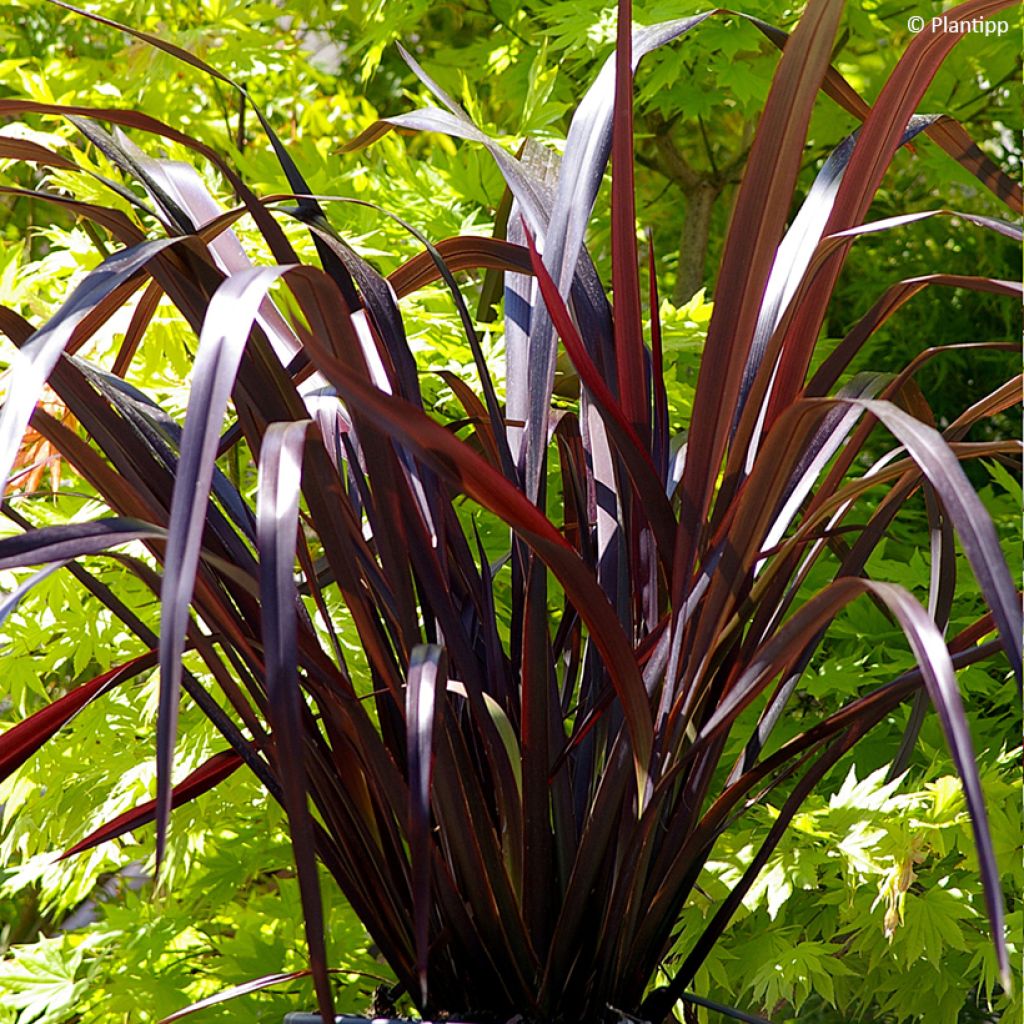 Phormium cookianum Black adder - Lino de Nueva Zelanda