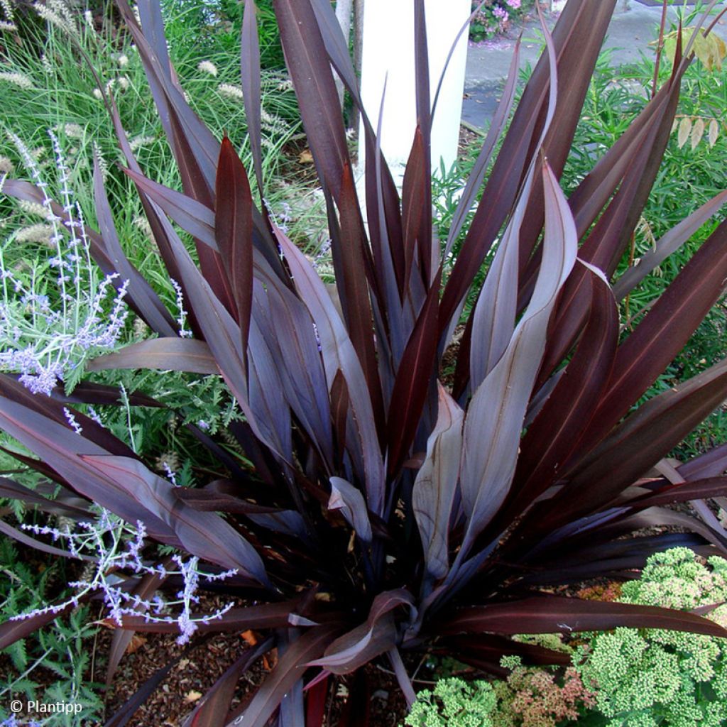 Phormium cookianum Black adder - Lino de Nueva Zelanda