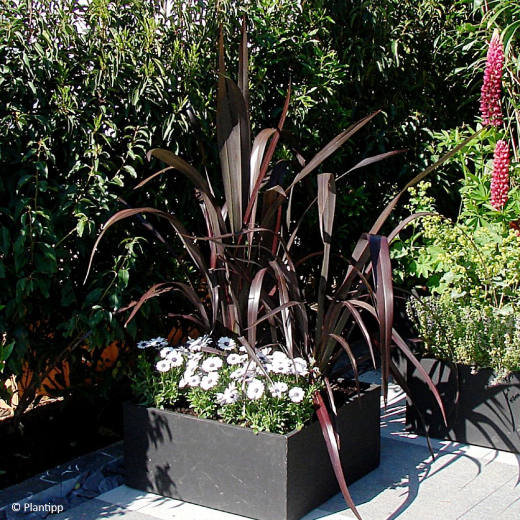 Phormium cookianum Black adder - Lino de Nueva Zelanda