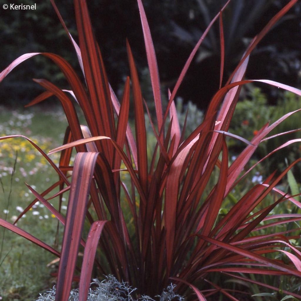 Phormium cookianum Maori Maiden - Lino de Nueva Zelanda