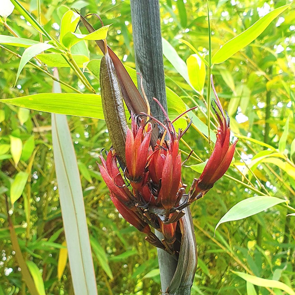 Phormium tenax Purpureum - Lino de Nueva Zelanda