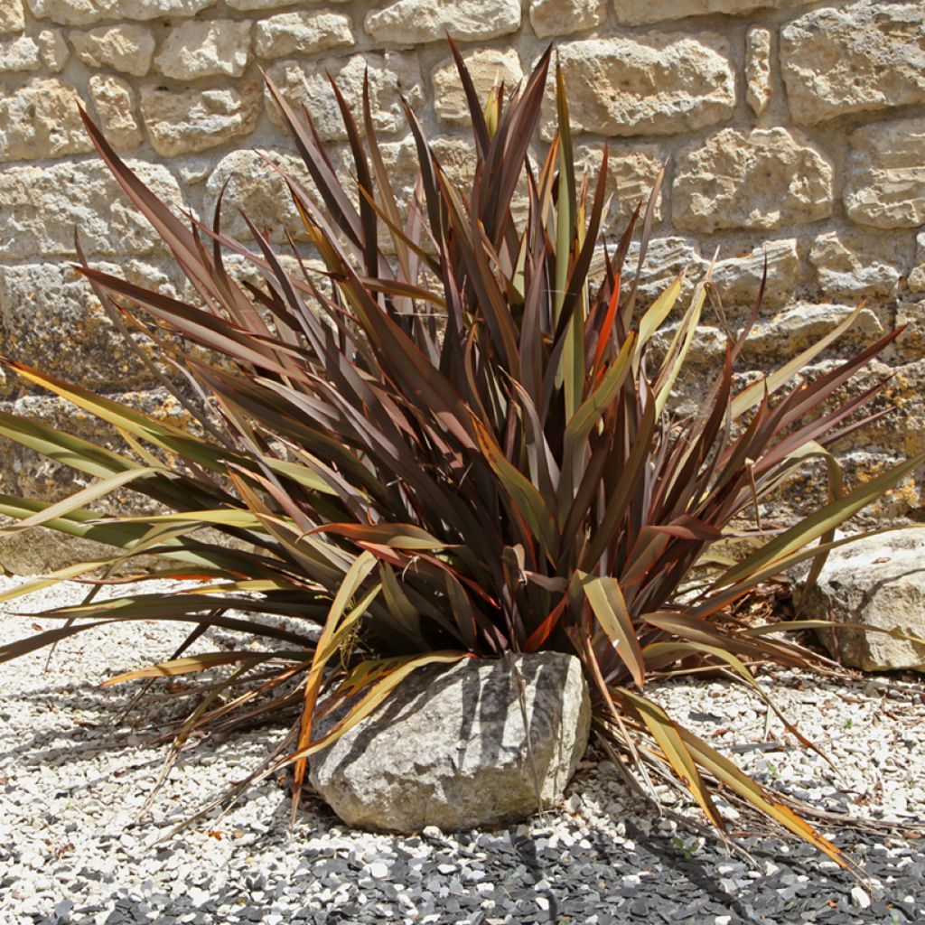 Phormium tenax Purpureum - Lino de Nueva Zelanda