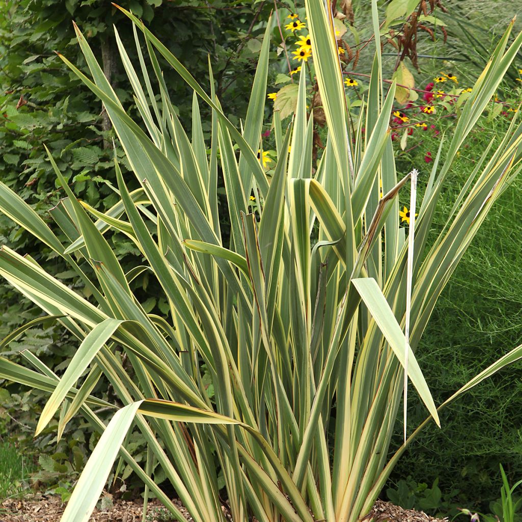 Phormium Duet - Lino de Nueva Zelanda