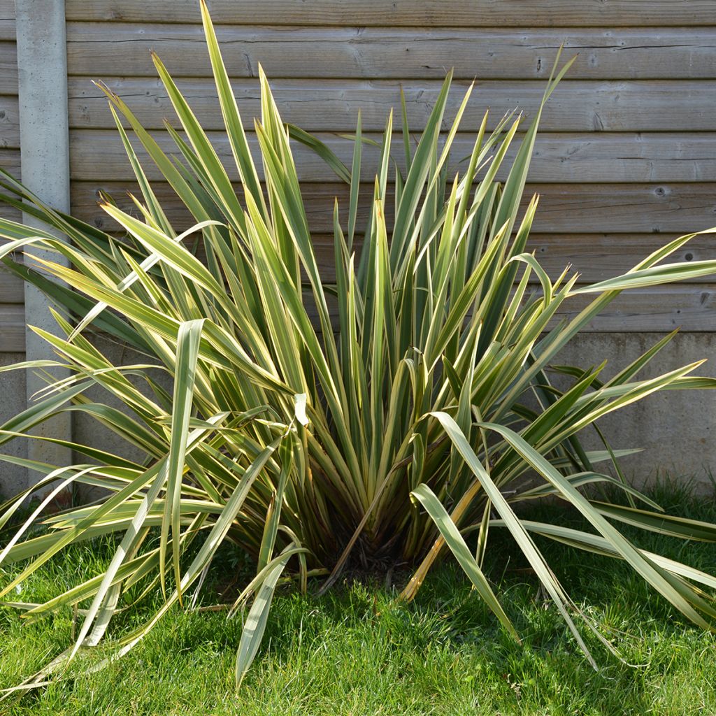 Phormium Duet - Lino de Nueva Zelanda