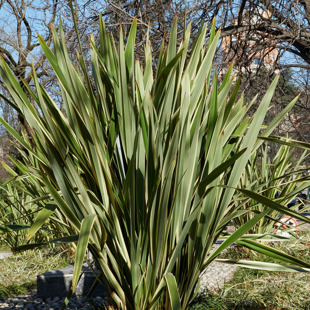 Phormium tenax (semillas) - Lino de Nueva Zelanda