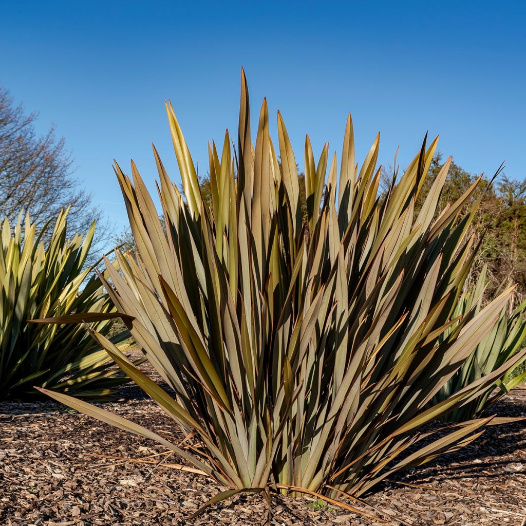 Phormium tenax Atropurpureum (semillas) - Lino de Nueva Zelanda