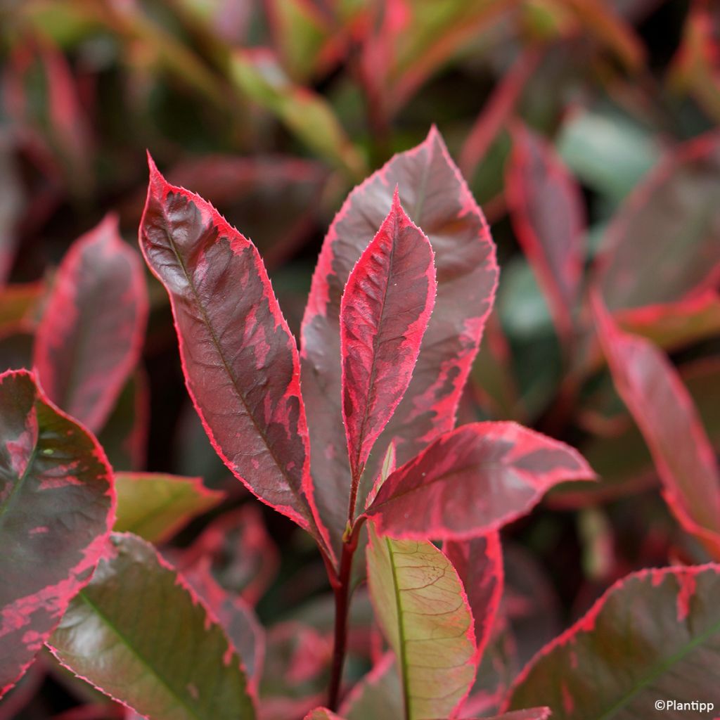 Photinia fraseri Louise - Fotinia
