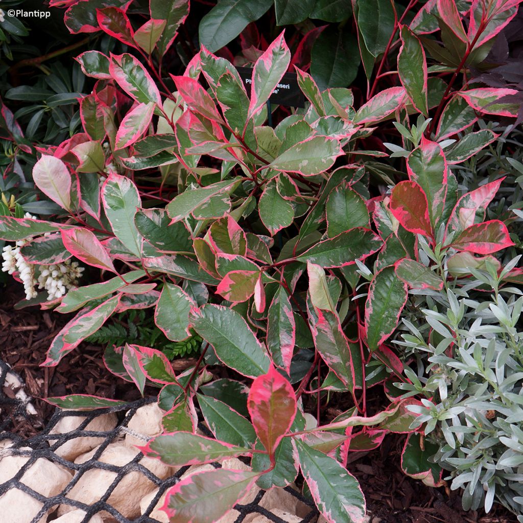 Photinia fraseri Louise - Fotinia