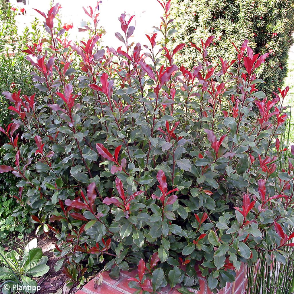 Photinia fraseri Corallina - Fotinia