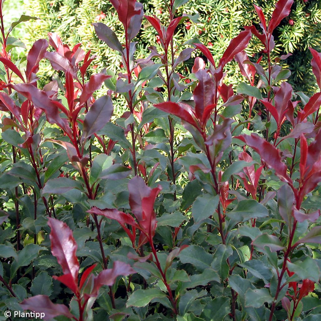 Photinia fraseri Corallina - Fotinia
