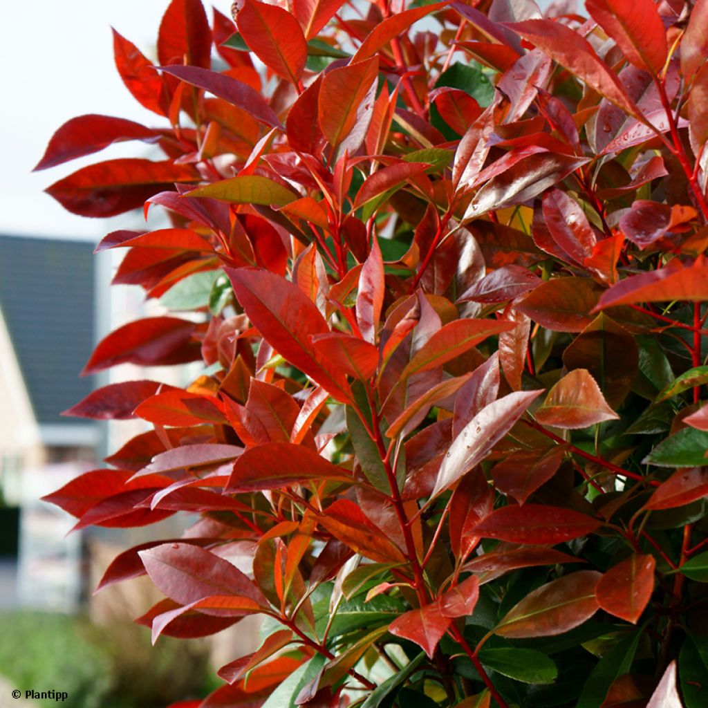 Photinia fraseri Red Light - Fotinia