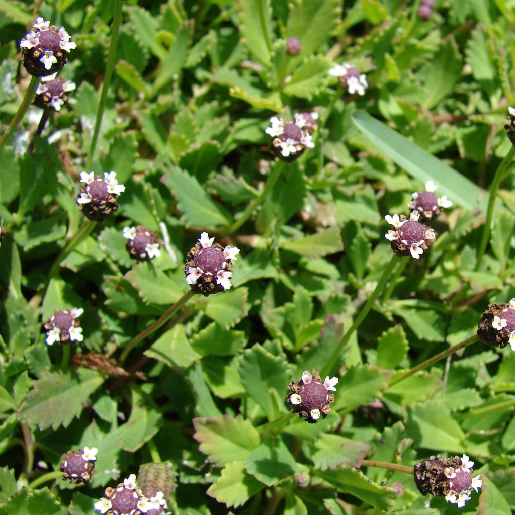 Phyla nodiflora