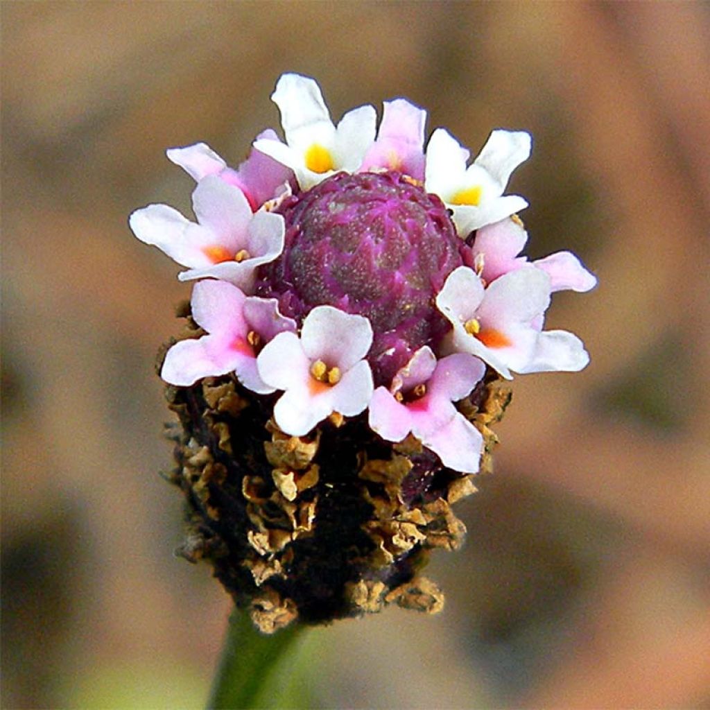 Phyla nodiflora