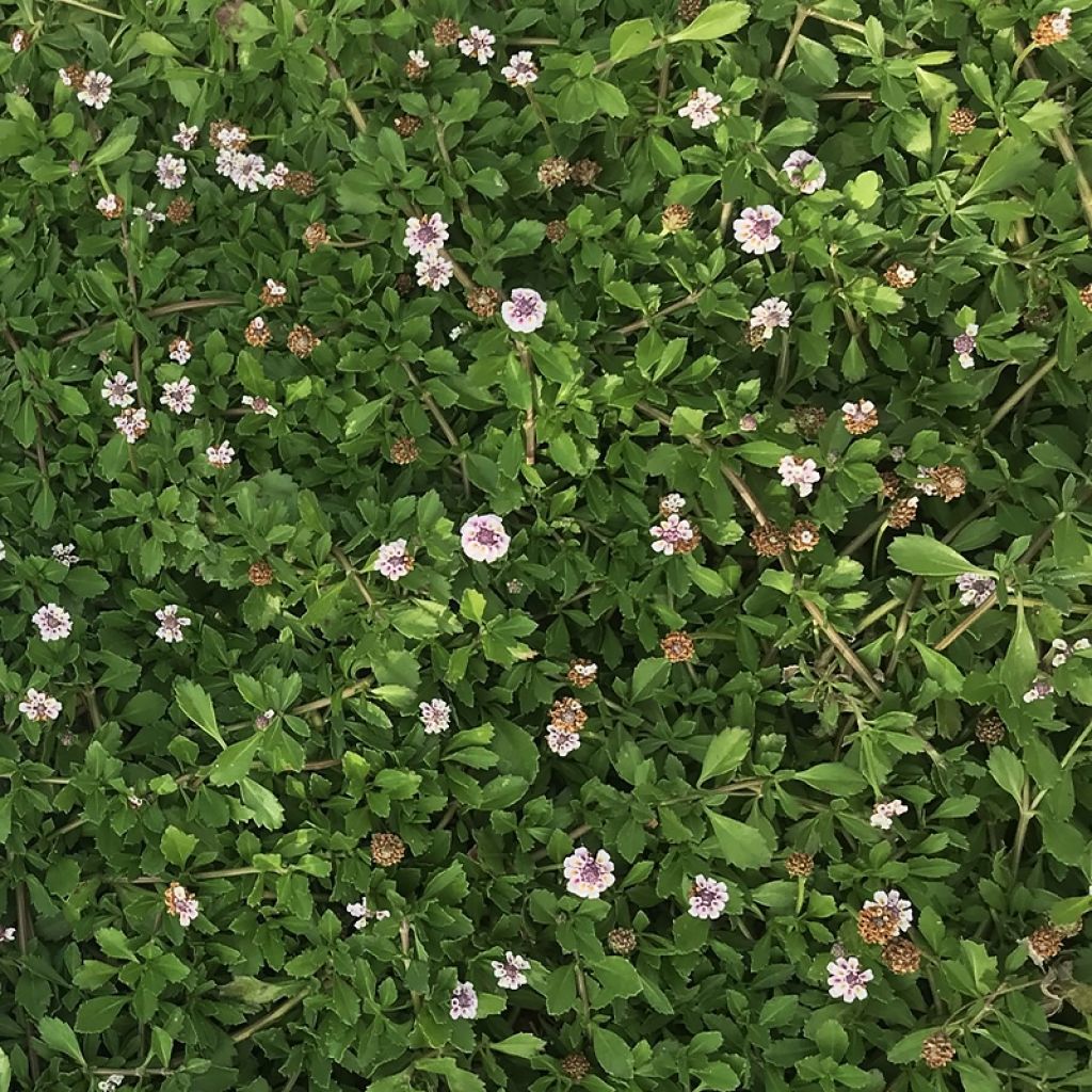 Phyla nodiflora