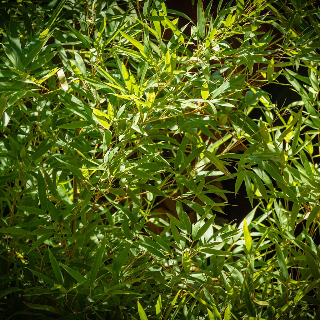 Phyllostachys aureosulcata - Bambú