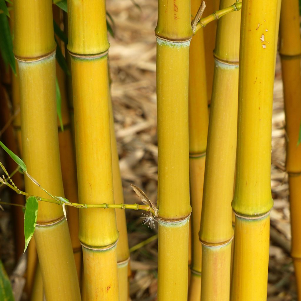 Phyllostachys aureosulcata - Bambú