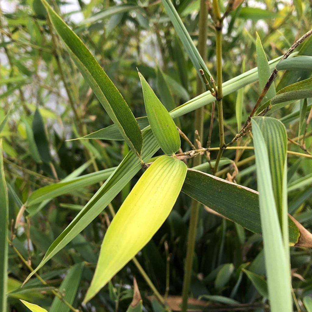 Phyllostachys heteroclada - Bambú
