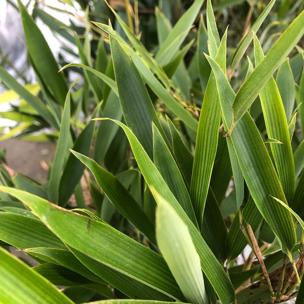 Phyllostachys heteroclada - Bambú