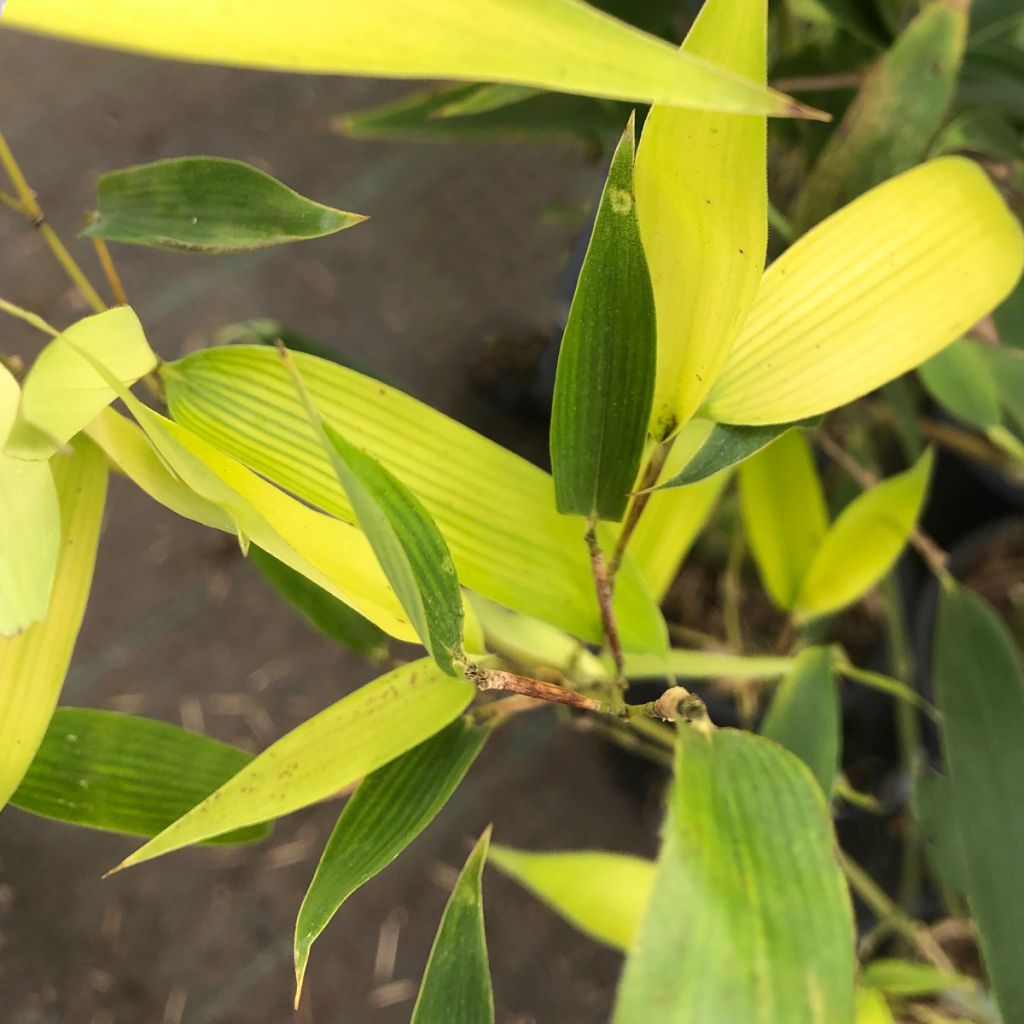 Phyllostachys heteroclada - Bambú